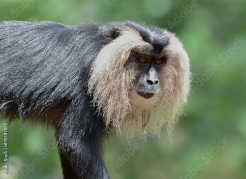 portrait of a lion tailed macaque