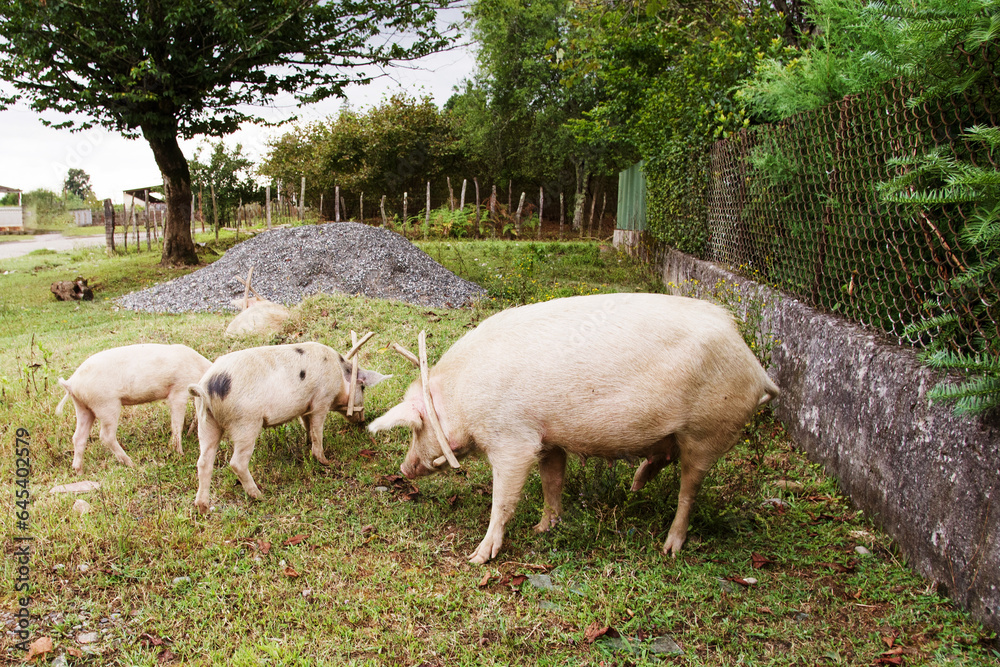 Domestic pigs graze in a green yard in the countryside on a sunny summer day. Agriculture. Domestic pigs graze in a green yard in the countryside on a sunny summer day. Agriculture.