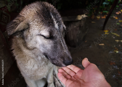 A man extends his hand to a sad, wet, lonely dog with bright blue eyes, close-up, soft focus. Homeless street animals
