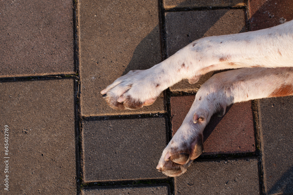 Close-up of the paws of a white dog with red spots resting on the sidewalk in the street. Homeless animals on the street, animal protection Close-up of the paws of a white dog with red spots resting on the sidewalk in the street. Homeless animals on the street, animal protection