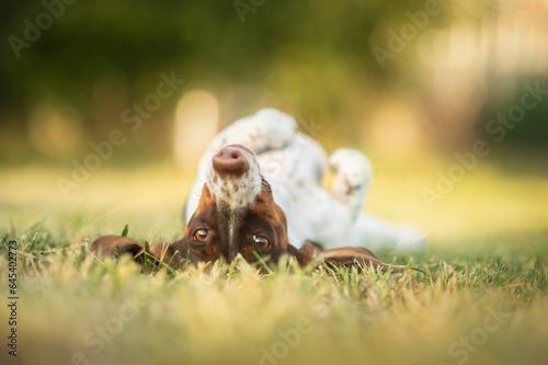 beautiful portrait of a dog in the garden piebald dachshund magic sunlight