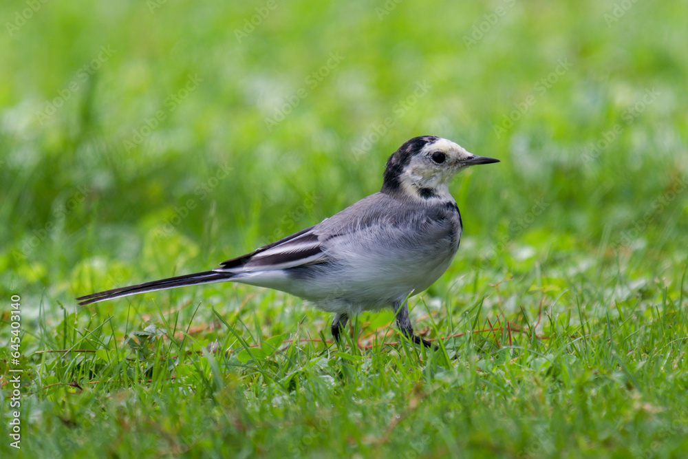 a wagtail, motacilla alba, is looking for food on the green lawn in the garden a wagtail, motacilla alba, is looking for food on the green lawn in the garden