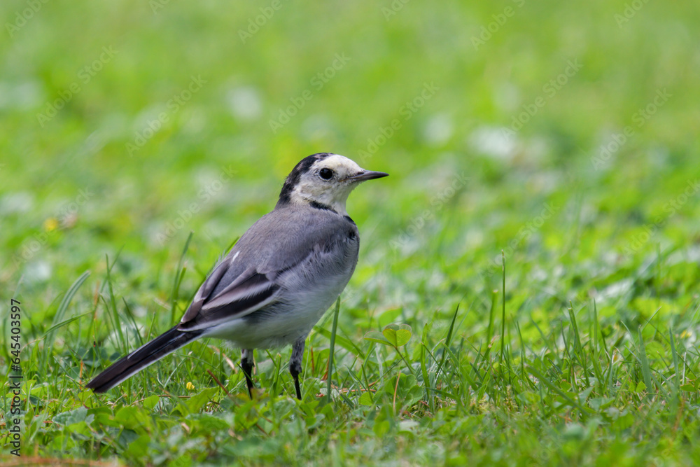 a wagtail, motacilla alba, is looking for food on the green lawn in the garden a wagtail, motacilla alba, is looking for food on the green lawn in the garden