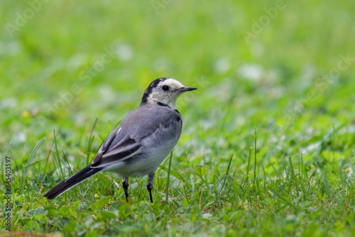 a wagtail, motacilla alba, is looking for food on the green lawn in the garden © Chamois huntress