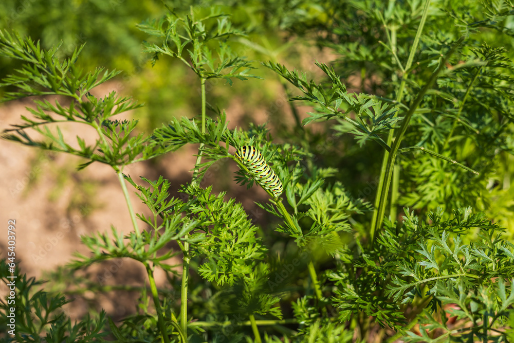 Obraz premium Garden vegetables. A green bunch of carrots on a garden bed. There is a large caterpillar on the bottom.
