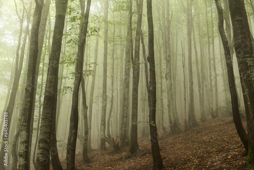 Fototapeta Naklejka Na Ścianę i Meble -  beech forest in the fog..
