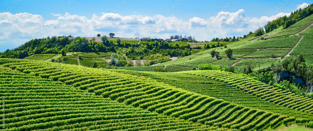 Vineyards of fresh grapes on the Langhe hills, in the villages near the town of Barolo, Piedmont, Italy on a clear July day. 