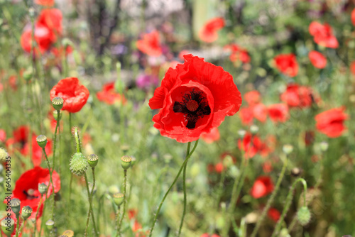 Beautiful bright red poppies, close up