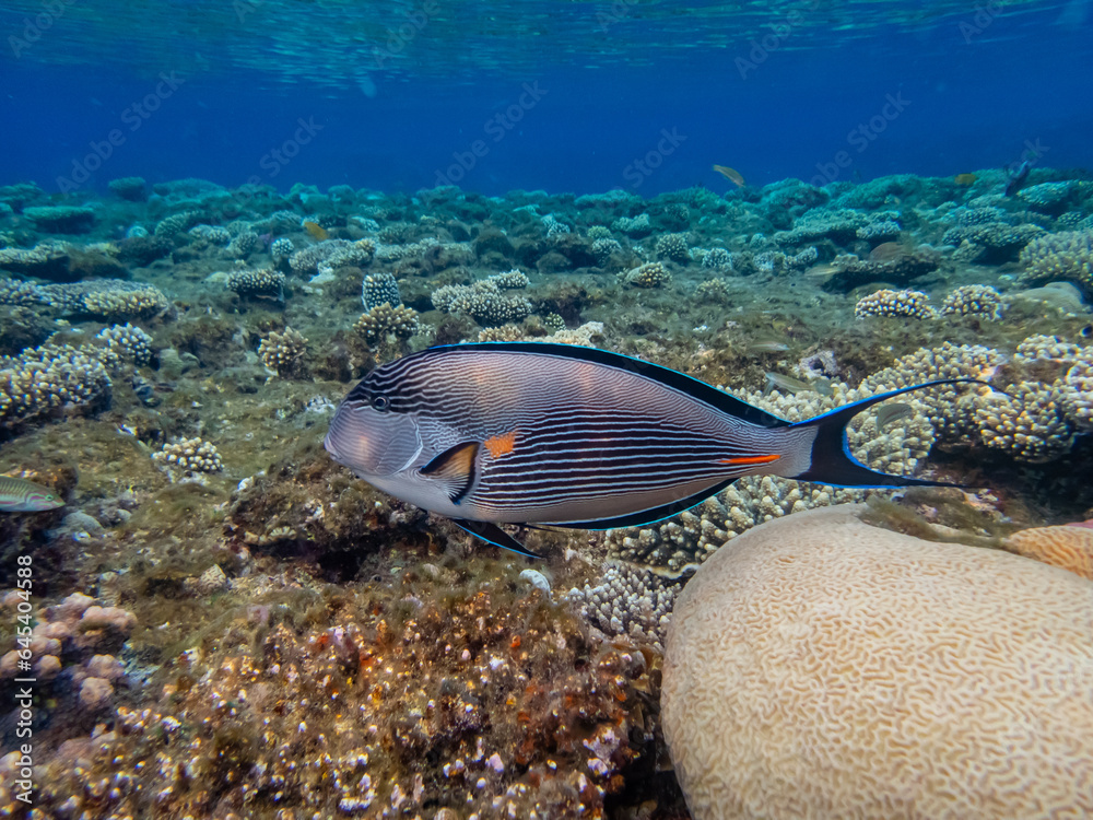 Acanthurus sohal or surgeonfish in a coral reef in the Red Sea