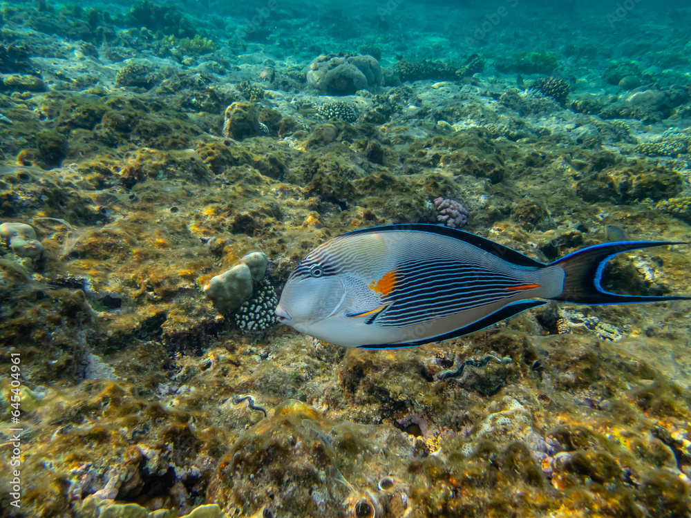 Acanthurus sohal or surgeonfish in a coral reef in the Red Sea Acanthurus sohal or surgeonfish in a coral reef in the Red Sea