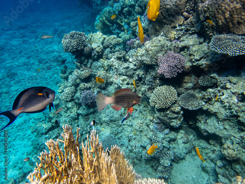 Acanthurus sohal or surgeonfish in a coral reef in the Red Sea