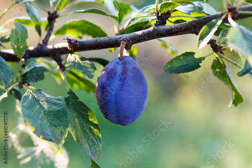 Ripe plum hangs on branch in garden