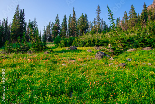 Photos High Alpine Meadow of Wildflowers in Oregon Wilderness