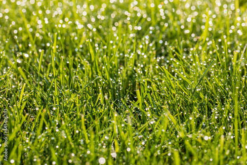 Juicy and bright green grass in sunlight. Close up. Green lawn background. The texture of new grass growing in a field. Abstract natural backdrop with beauty blurred bokeh. Selective focus. Macro.