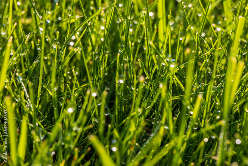 Juicy and bright green grass in sunlight. Close up. Green lawn background. The texture of new grass growing in a field. Abstract natural backdrop with beauty blurred bokeh. Selective focus. Macro.