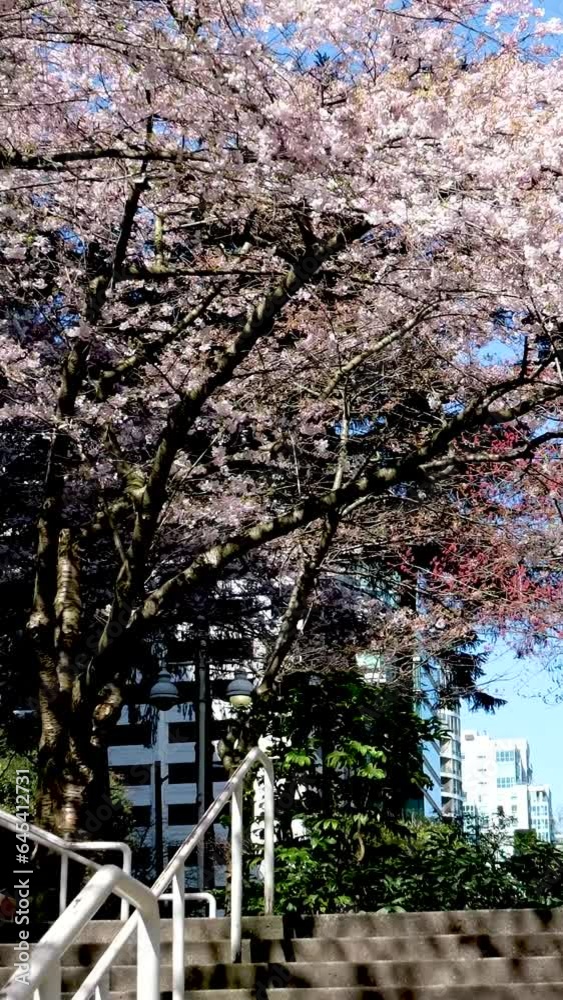 Burrard Station trees bloom in spring near skyscrapers and skytrain station magnolia cherry blossom sakura white and rose flowers engulf downtown view real life Burrard Station trees bloom in spring near skyscrapers and skytrain station magnolia cherry blossom sakura white and rose flowers engulf downtown view real life