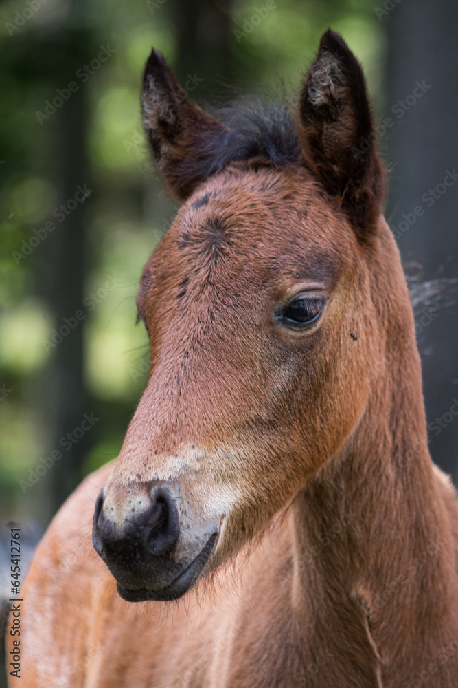 Brown Foal