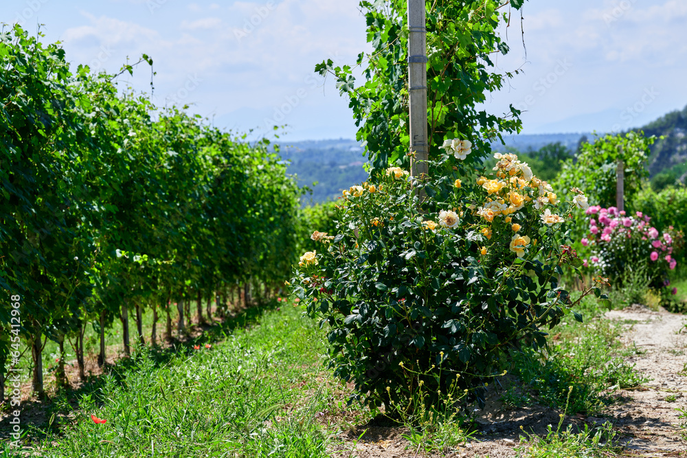 Naklejka premium Fresh grape vineyards on the Langhe hills, in the villages near the town of Barolo, Piedmont, Italy on a clear July day. Red roses at the beginning of the row in the vineyard.