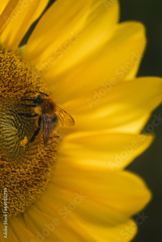 Bumblebee on a sunflower © diana