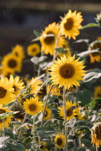 Sunflower field with bees