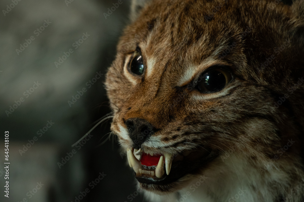 Fototapeta premium Stuffed lynx at an exhibition, muzzles of a stuffed lynx