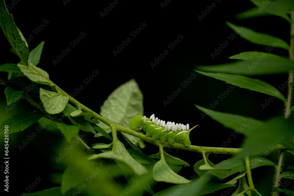 a tobacco hornworm caterpillar with it Parasitic Wasp Eggs on the branches of a tomato plant. macro photo