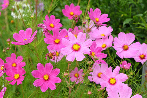 Pink Cosmos bipinnatus  commonly called the garden cosmos or Mexican aster  in flower.