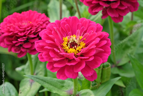 Pink common Zinnia elegans  Super Yoga Rose  in flower.