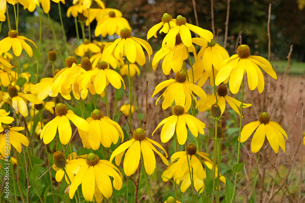 Fototapeta premium Bright yellow Rudbeckia lacianata ÔHerbstonneÕ or Autumn Sun Coneflower in bloom. .