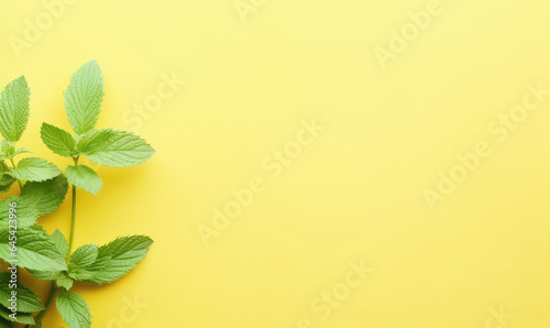Fresh meadow mint leaves twig on a pastel yellow background.