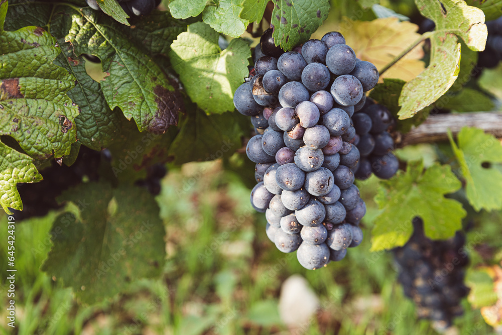 Fototapeta premium grappes de raisin mûres avant les vendanges