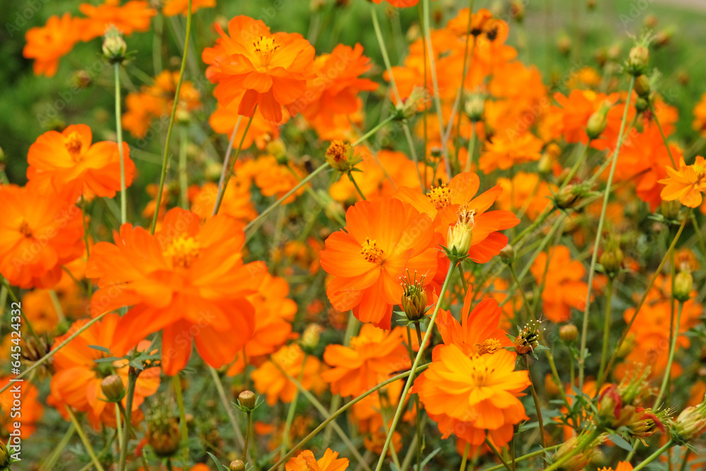 Orange Cosmos sulphureus, or sulphur cosmos, 'Bright Lights' in flower.