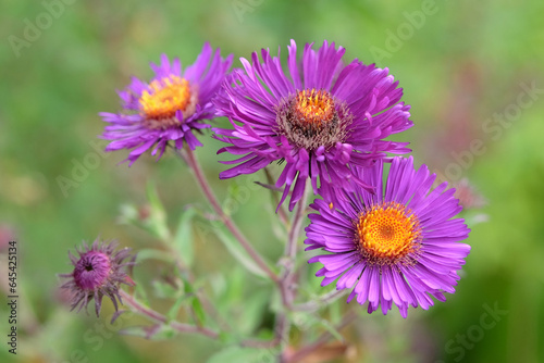 Purple New England aster, Symphyotrichum novi belgii 'ViolettaÕ flower. © Alexandra