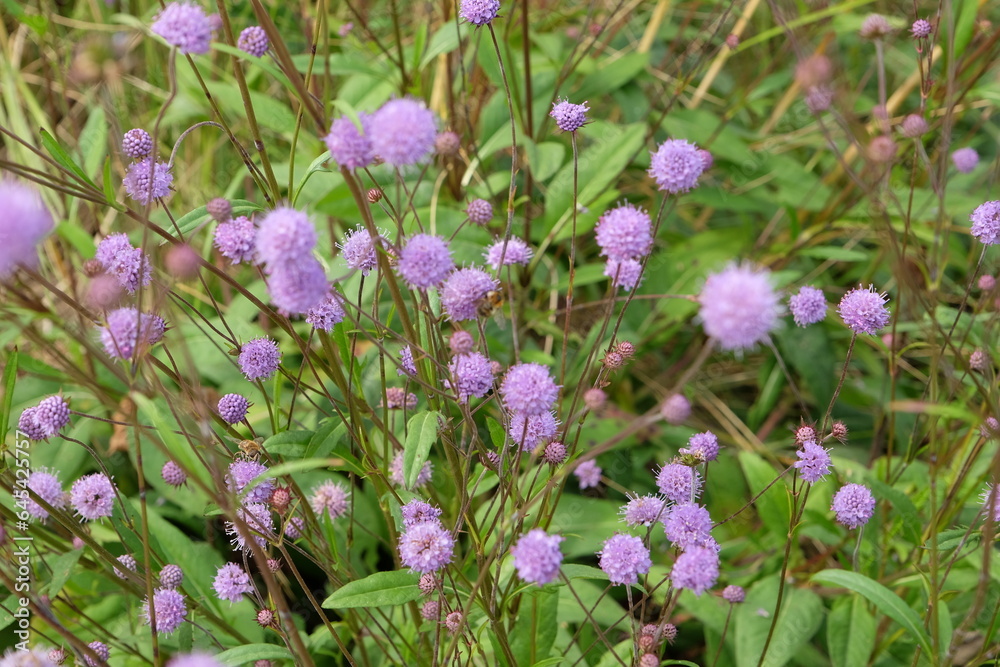 Purple flower heads of Succisa pratensis, also known as devil's bit or devil's bit scabious. Purple flower heads of Succisa pratensis, also known as devil's bit or devil's bit scabious.