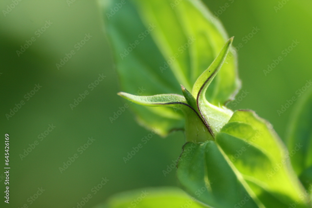 Vibrant green leaf, its intricate veins stand out, while a soft, blurry background hints at nature's beauty beyond. Vibrant green leaf, its intricate veins stand out, while a soft, blurry background hints at nature's beauty beyond.