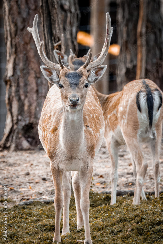 Eurasian male deer stand on their feet and look into a camera in the forest on a sunny summer day. Eurasian male deer stand on their feet and look into a camera in the forest on a sunny summer day.