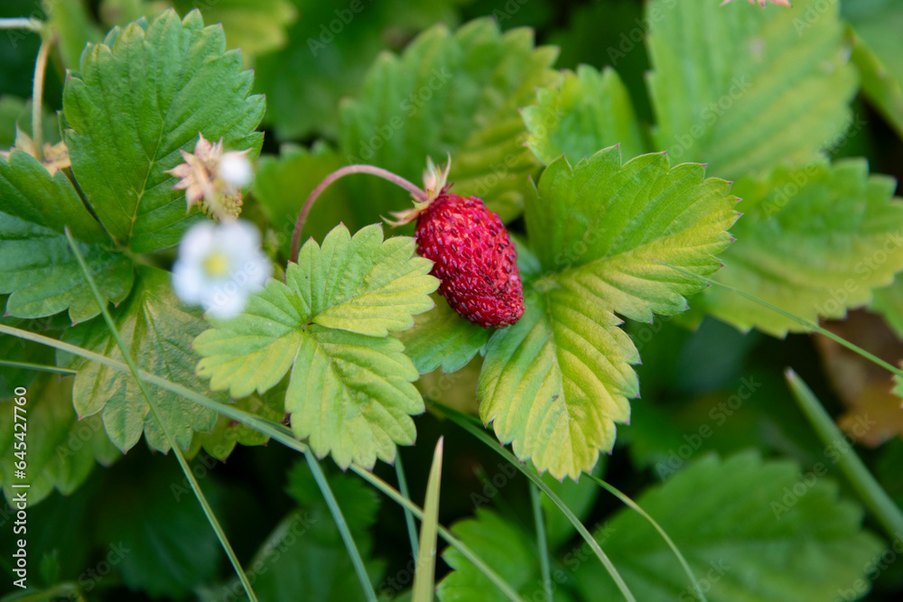 strawberry on a bush strawberry on a bush