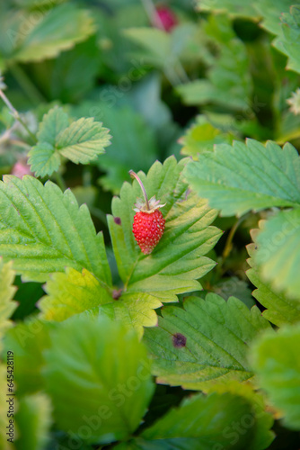 wild strawberry on a bush
