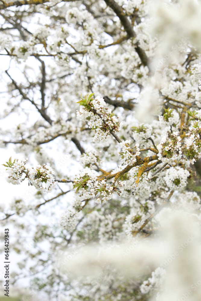 Tree covered in white cherry blossoms on a spring day in Germany. Tree covered in white cherry blossoms on a spring day in Germany.