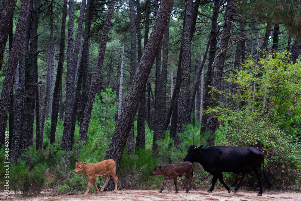 Cow with two calves walking through the forest Cow with two calves walking through the forest