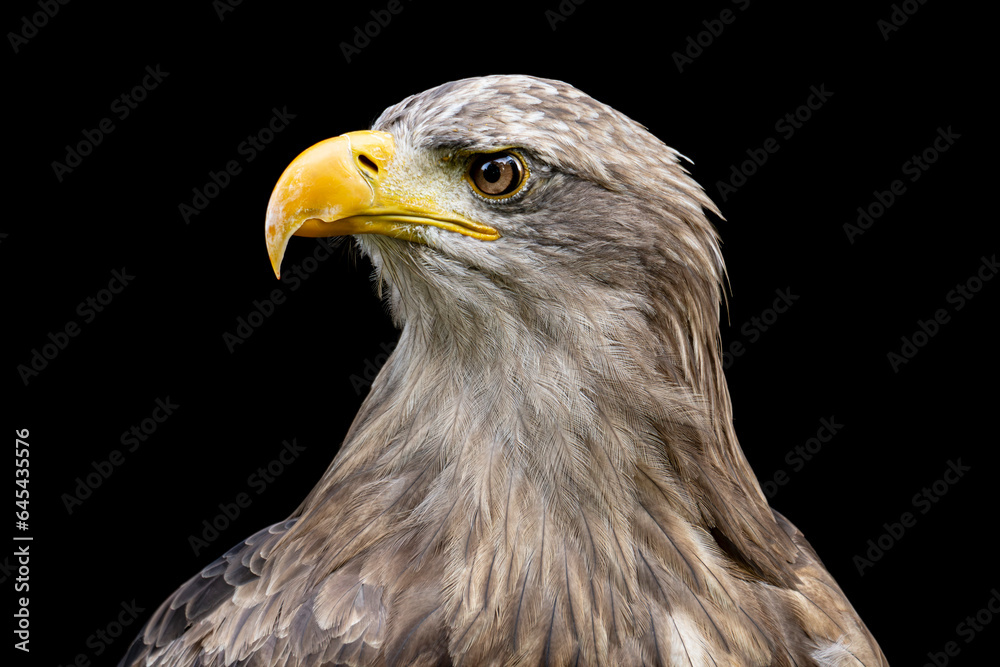 Obraz premium White-tailed eagle on black background.