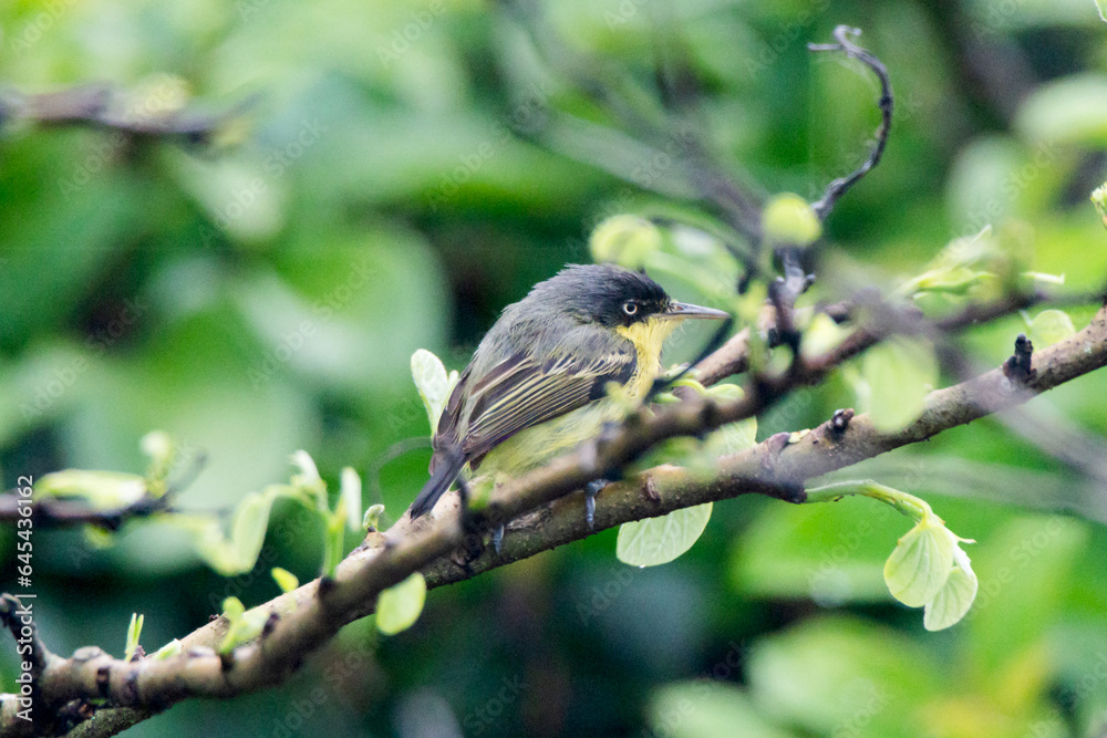 Common Tody-Flycatcher, Todirostrum cinereum, Espatulilla Común Common Tody-Flycatcher, Todirostrum cinereum, Espatulilla Común