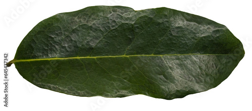soursop tree leaf