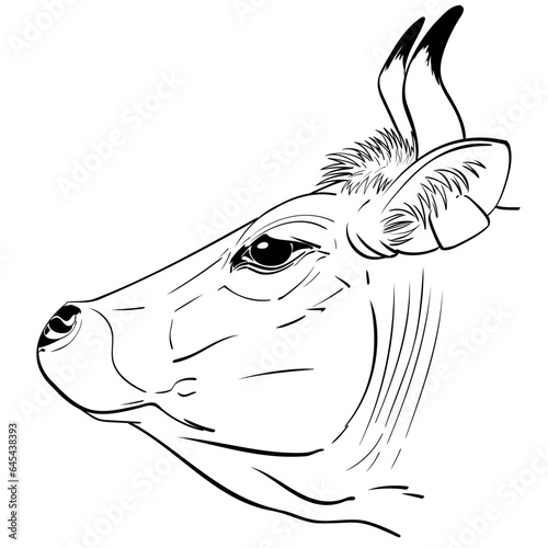 Realistic line art vector black and white illustration of head of Asturiana breed beef cow with horns closeup side view ready for printing	