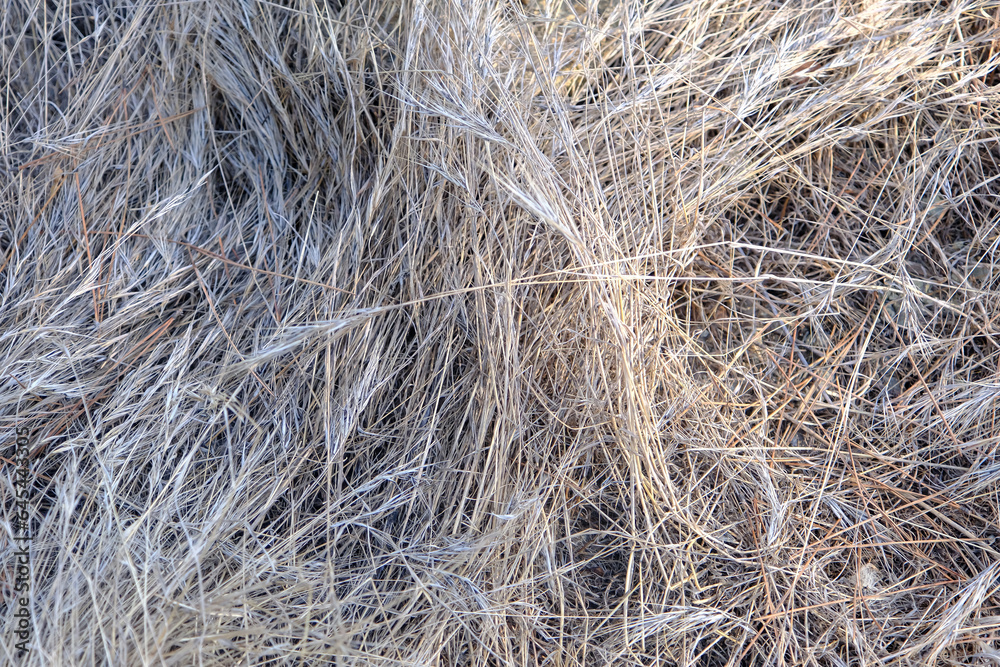dry grass illuminated by the sun dry grass illuminated by the sun