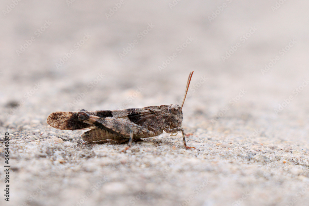 Close-up insect of Oedipoda caerulescens. Blue-winged grasshopper, Oedipoda caerulescens Close-up insect of Oedipoda caerulescens. Blue-winged grasshopper, Oedipoda caerulescens