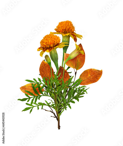 Wild marigold flowers and a...