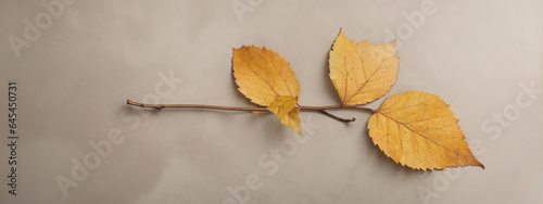 Autumn minimal image with autumn yellow alder leaf with natural texture on gray beige background, copyspace.
