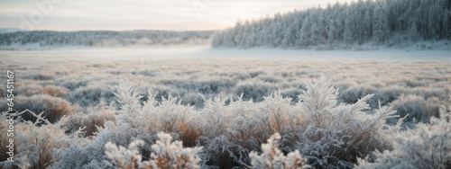 white wood covered with frost frosty landscape