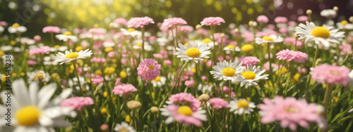Meadow with lots of white and pink spring daisy flowers and yellow dandelions in sunny day photo